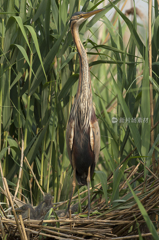 巢中的紫鹭(Ardea purpurea)